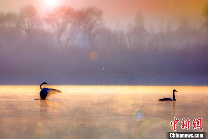 圖為天鵝在湖面嬉戲?！◇泱憔?攝