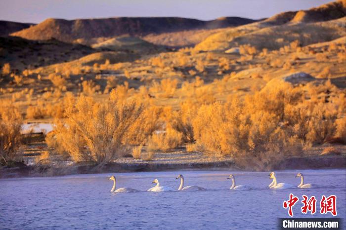 圖為黃河岸畔貴德縣迎來天鵝“做客”。　筱筱君 攝