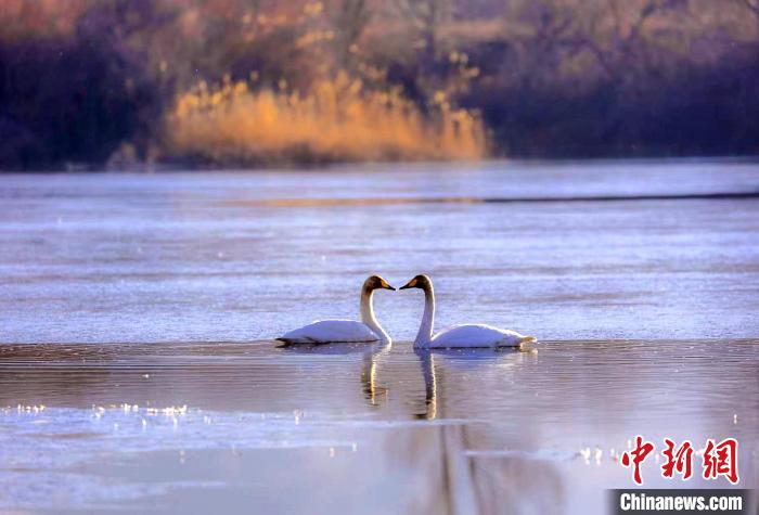 圖為天鵝在湖面嬉戲。　筱筱君 攝