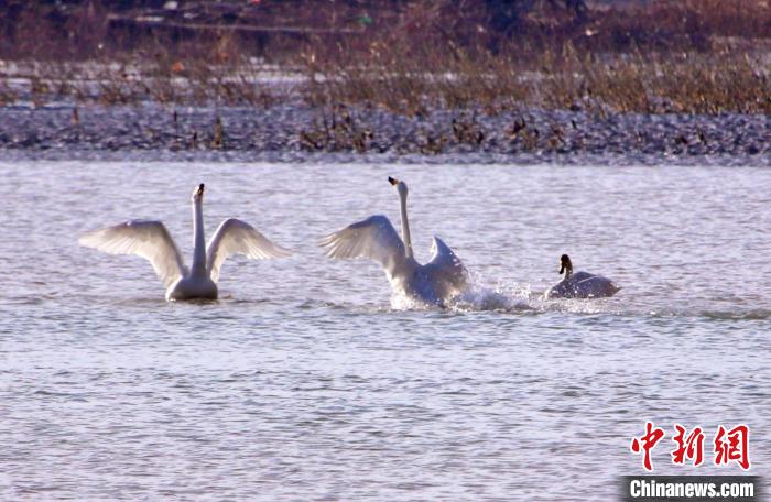 圖為黃河岸畔貴德縣迎來天鵝“做客”?！◇泱憔?攝