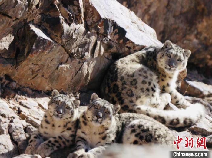 青海都蘭：雪豹、兔猻等多種珍稀野生動物亮相