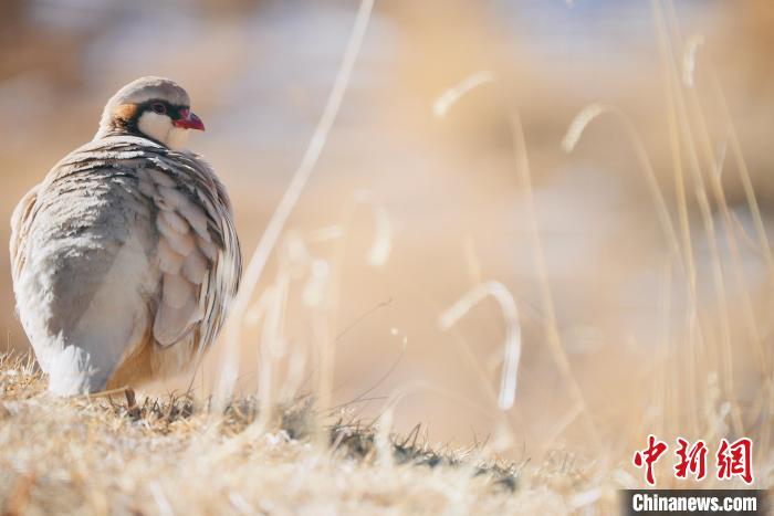 圖為都蘭縣境內(nèi)的鳥類?！±?攝
