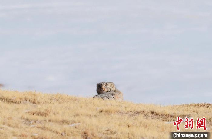 圖為回頭張望的兔猻?！±?攝