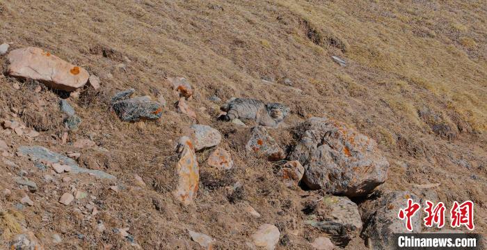 圖為兔猻?！±?攝