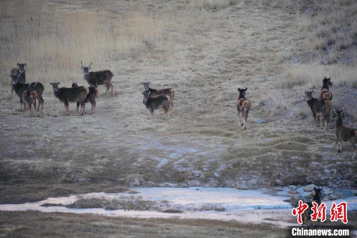 圖為都蘭縣境內(nèi)的野生動物?！±?攝