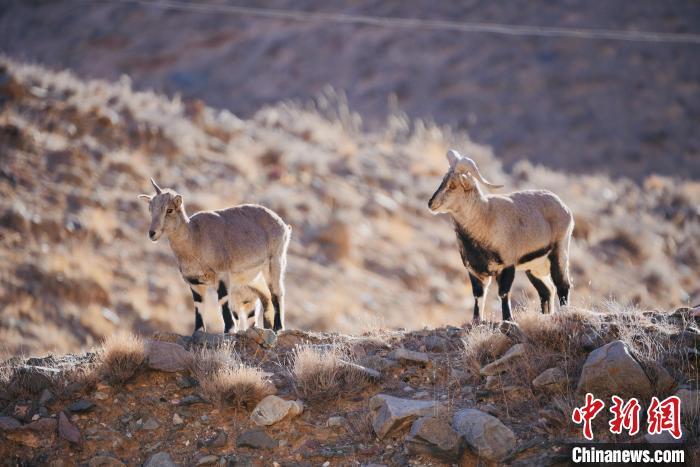 圖為都蘭縣境內(nèi)的野生動物?！±?攝