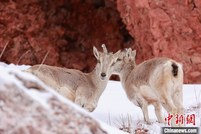圖為在雪中悠然自得的巖羊。　白日丁布江才 攝