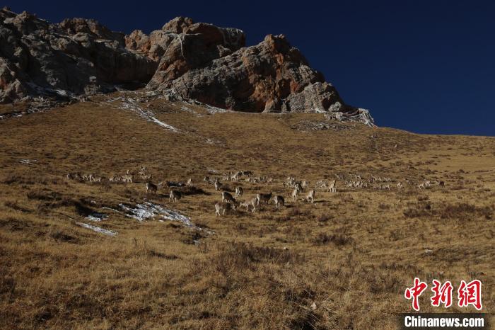 圖為巖羊群?！“兹斩〔冀?攝