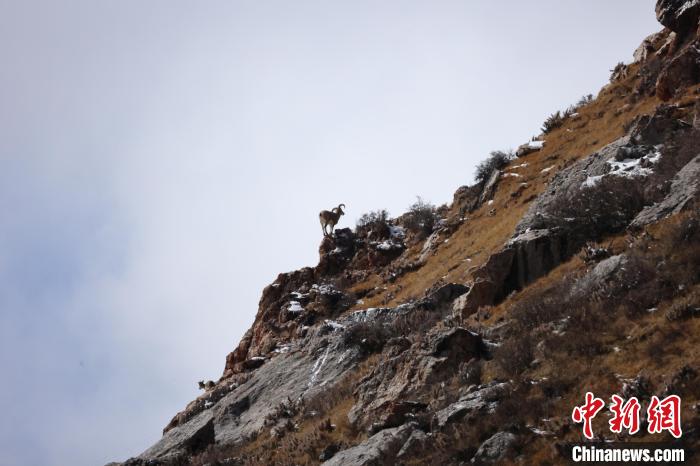 圖為在山崖上站立的巖羊?！“兹斩〔冀?攝