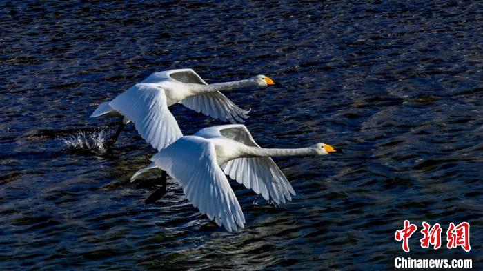 圖為兩只大天鵝?！?yán)桉 攝