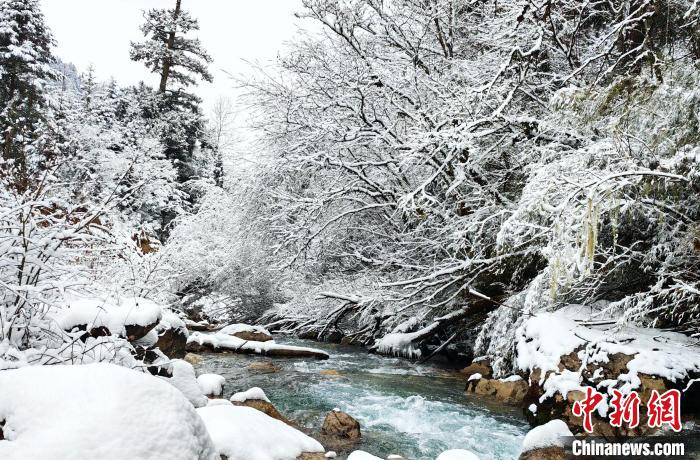 大熊貓國(guó)家公園王朗片區(qū)春雪如畫，宛若仙境。　羅春平 攝
