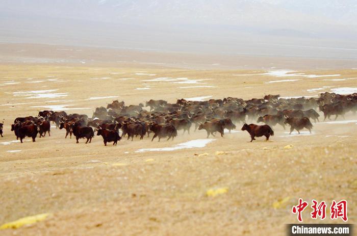 圖為青海省治多縣索加鄉(xiāng)的牛群。(資料圖) 治多縣委宣傳部 供圖