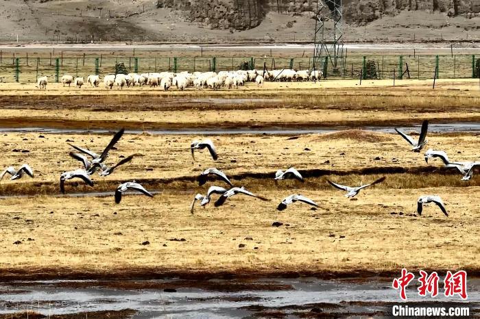 圖為斑頭雁在羊群邊飛翔?！“?攝