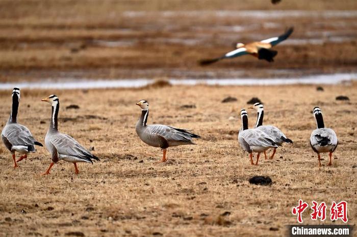 圖為成群的斑頭雁。　包雷 攝