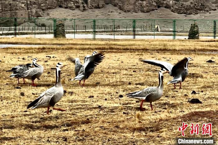 圖為斑頭雁。　包雷 攝