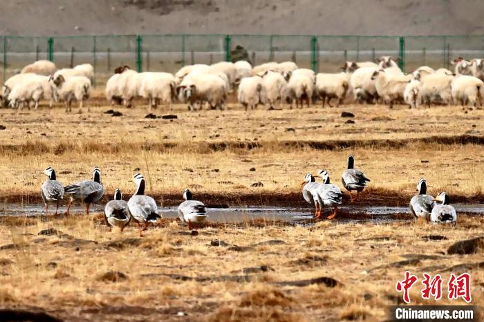 圖為羊群邊的成群斑頭雁?！“?攝