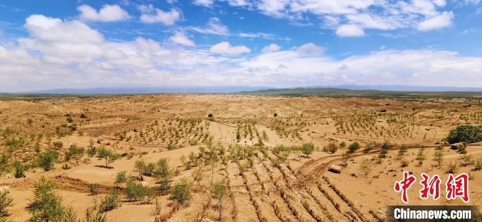 資料圖為貴南縣黃沙頭的防沙治沙草方格。　祁增蓓 攝