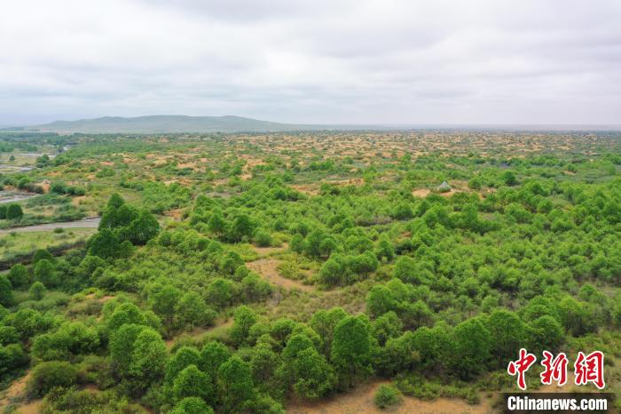 資料圖為航拍黃沙頭防沙治沙區(qū)植被?！∑钤鲚?攝