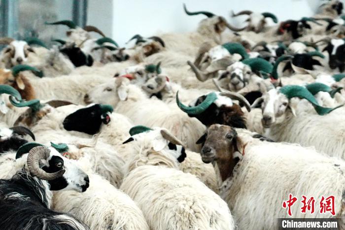 圖為被評(píng)為國(guó)家農(nóng)產(chǎn)品地理標(biāo)志保護(hù)產(chǎn)品的剛察藏羊進(jìn)場(chǎng)入圈?！〔讨绢?攝