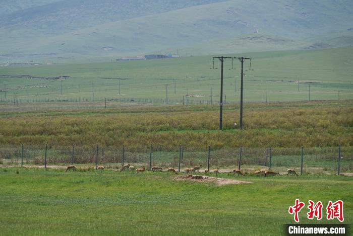 圖為成群普氏原羚在草場上愜意覓食，悠閑自在。　馬銘言 攝
