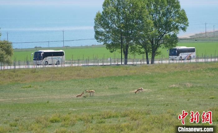 圖為成群普氏原羚在草場上愜意覓食，悠閑自在?！●R銘言 攝