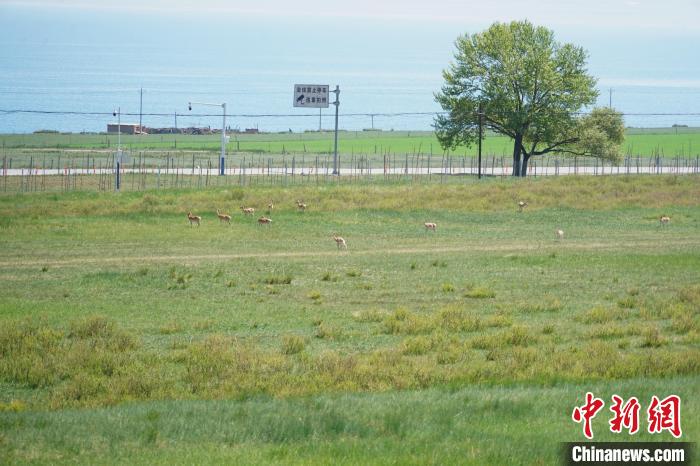圖為成群普氏原羚在草場上愜意覓食，悠閑自在?！●R銘言 攝