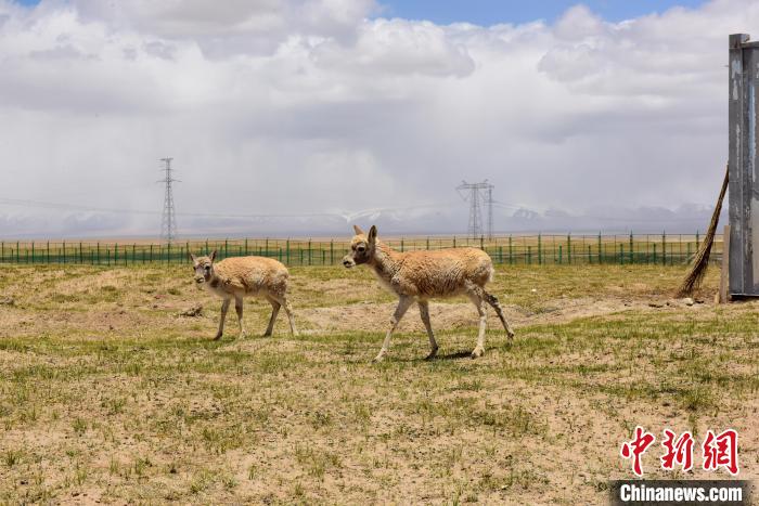 圖為可可西里國家級自然保護(hù)區(qū)內(nèi)的藏羚羊。　張虎魁 攝
