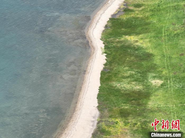 圖為航拍仲夏時(shí)節(jié)，青海湖畔綠茵如毯?！∑钤鲚?攝