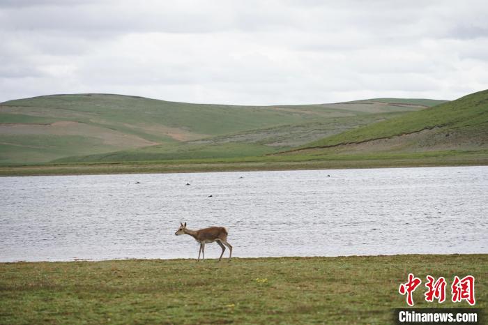 圖為藏原羚在扎陵湖岸畔悠閑漫步。　馬銘言 攝