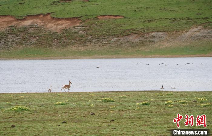 圖為藏原羚在扎陵湖岸畔悠閑漫步?！●R銘言 攝