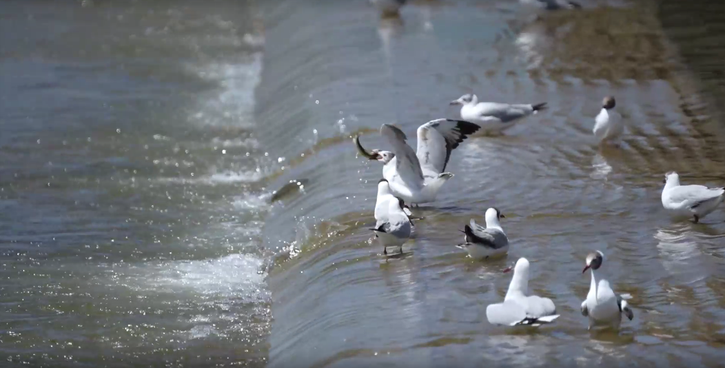 湟魚洄游奇觀。包雷攝