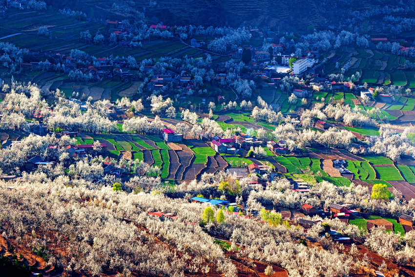 大金川上看梨花，梨云悠悠，滿山遍野潔白一片。金川縣供圖