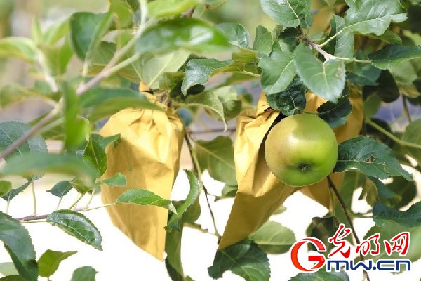 我們的家園｜小蘋(píng)果帶動(dòng)大產(chǎn)業(yè)，帶你看看這座阿壩州小村的鄉(xiāng)村振興新模式