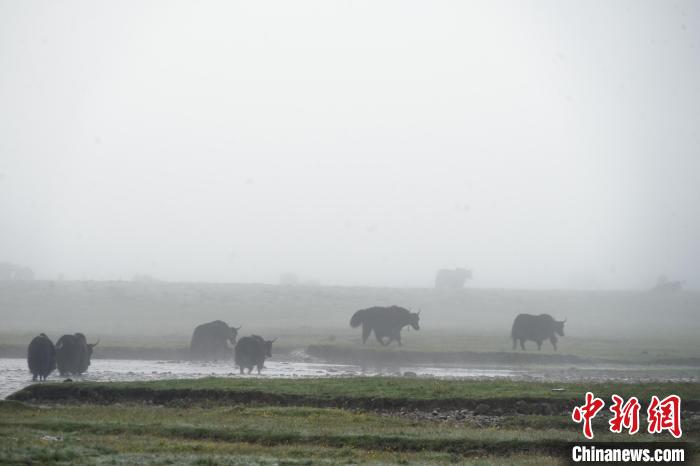 圖為成群牦牛在草灘上戲水漫步，宛如靜美水墨畫。　馬銘言 攝
