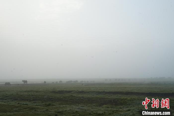 圖為成群牦牛在草灘上覓食、漫步，宛如靜美水墨畫?！●R銘言 攝