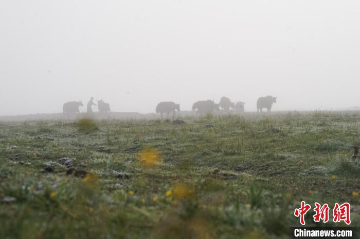 圖為成群牦牛在草灘上覓食、漫步，宛如靜美水墨畫?！●R銘言 攝