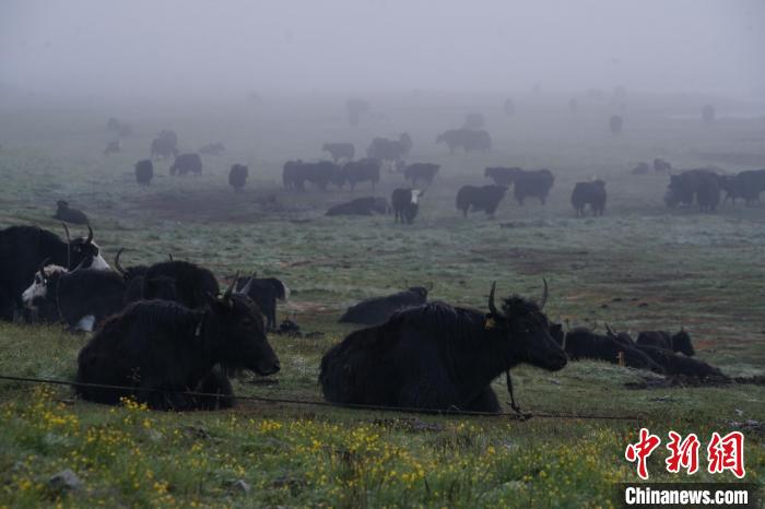 圖為成群牦牛在草灘上覓食、棲息，宛如靜美水墨畫?！●R銘言 攝