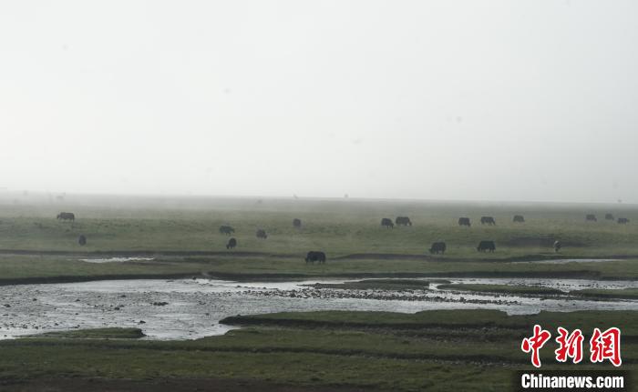 圖為成群牦牛在草灘上覓食、漫步，宛如靜美水墨畫?！●R銘言 攝