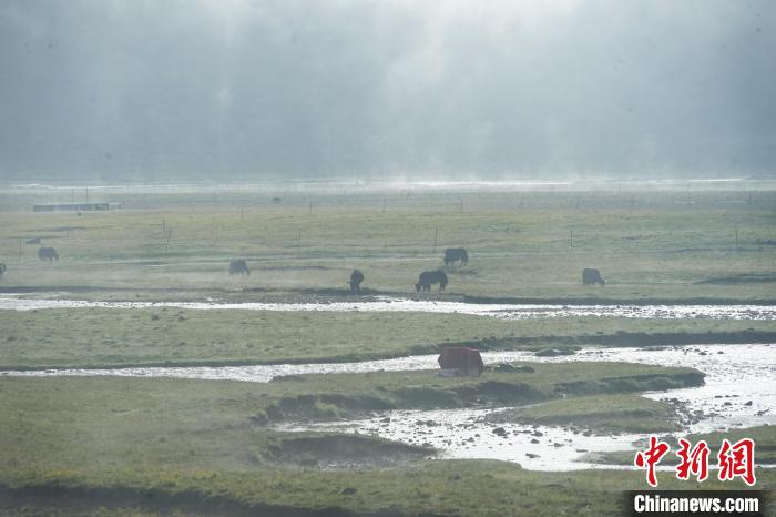 圖為成群牦牛在草灘上覓食、漫步，宛如靜美水墨畫?！●R銘言 攝