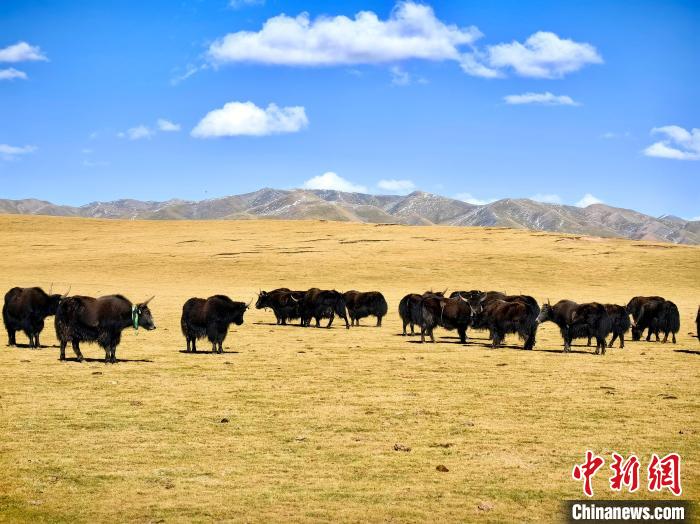 青海玉樹:初秋草原牧歌悠長