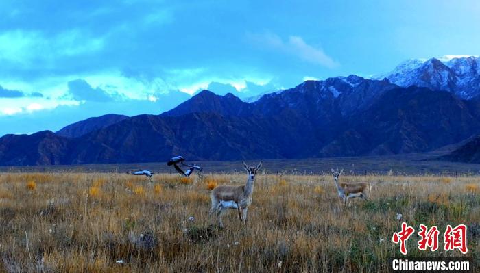 黑頸鶴、鵝喉羚多種野生動物“同框”現(xiàn)身青海都蘭湖國家濕地公園
