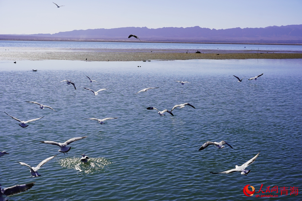 可魯克湖水鳥群飛。人民網(wǎng) 陳明菊攝