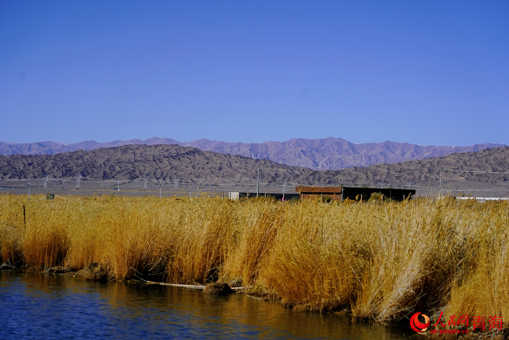 可魯克湖蘆葦蕩漾。人民網(wǎng) 陳明菊攝
