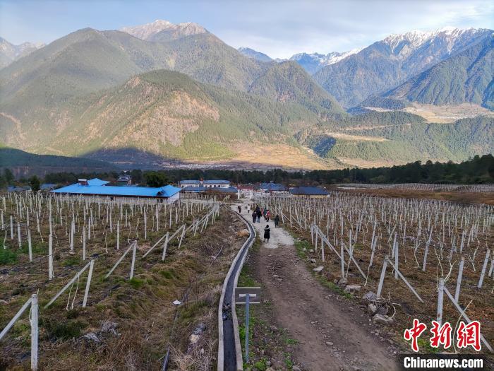 西藏林芝下察隅鎮(zhèn)的獼猴桃種植園?！〗w波 攝