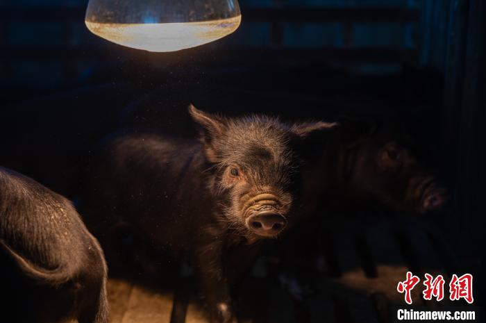 圖為藏豬被稱為“高原之珍”，以口感佳、營養(yǎng)價值高而聞名。　何蓬磊 攝