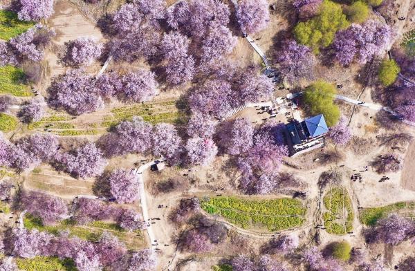 世外桃源！一組圖告訴你，西藏林芝桃花能有多美