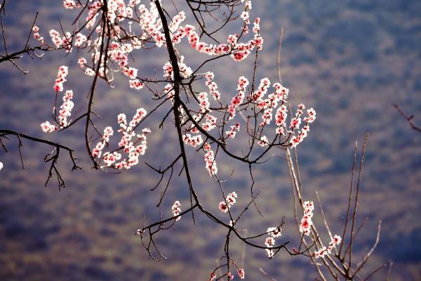 世外桃源！一組圖告訴你，西藏林芝桃花能有多美