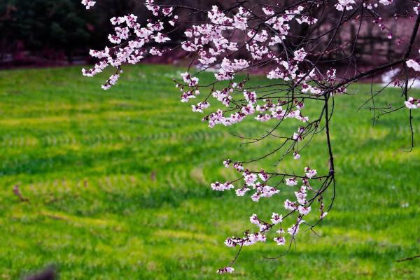 世外桃源！一組圖告訴你，西藏林芝桃花能有多美