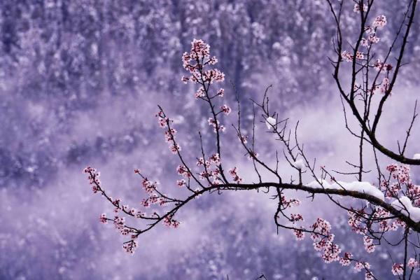 世外桃源！一組圖告訴你，西藏林芝桃花能有多美