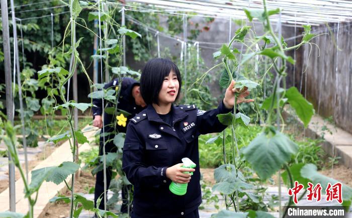 圖為李冬雪在溫室大棚里勞作?！∥鞑爻鋈刖尺叿罊z查總站供圖